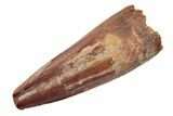 Spinosaurus Tooth - Real Dinosaur Tooth #189216-1